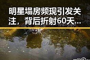 明星塌房频现引发关注,背后折射60天循环与霍尔木兹海峡自由通的复杂局势